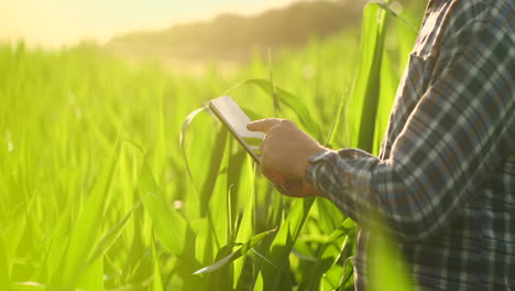 Close-up-of-lens-flare:-farmer's-Hands-holding-a-tablet-computer-and-touch-and-inspect-the-leaves-of-the-shoots-of-the-future-crop-sending-agronomists-to-study-the-gene-of-modified-products.-Preparation-of-products-for-growing-on-Mars.